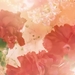 Carnations_HD_1600x900