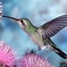 Hummingbird_Netbook_computers