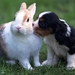 Puppy_and_rabbit_hd_netbook_resolution