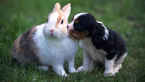 Puppy_and_rabbit_hd_netbook_resolution