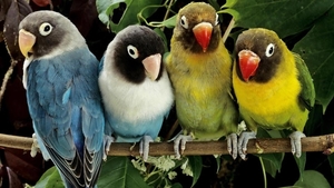 Colourful_parrots_netbook_background