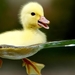 Duckling_PC_netbook_1366x768