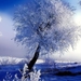 Frozen_tree_1366x768_wallpaper