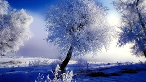 Frozen_tree_1366x768_wallpaper