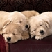 Sleeping_puppies_hd__laptop_wallpapers