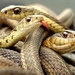 Snakes_hd_resolution_1366x768_laptop