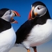 A_pair_of_puffins_1366x768_wallpaper