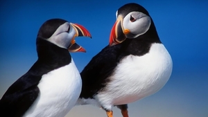 A_pair_of_puffins_1366x768_wallpaper