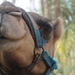 Camel_laptop_wallpaper