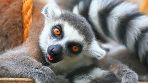 Lemur_1366x768_laptop