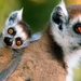 Lemurs_laptop_HD_ready_LCD