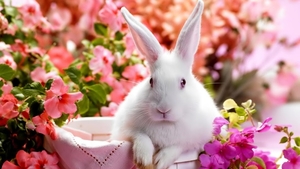 New_Year_Bunny_laptops_backgrounds