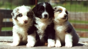 Puppies_netbook_wallpaper