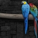 Blue_Macaw_parrots_wallpaper_1366x768