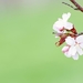 HD_resolution_Spring_flowering