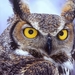 Long-eared_owl_1366x768_backgrounds