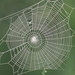 Spider_web_hd_computer_resolution