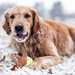 hd-wallpaper-dog-in-the-snow
