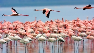 Lake_pink_flamingos_1366x768_hd_wallpaper