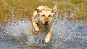 dog-running-through-the-water-hd-dog-wallpaper-animal