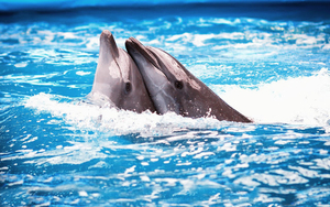 dolphin-wallpaper-with-two-dolphins-in-the-swimming-pool