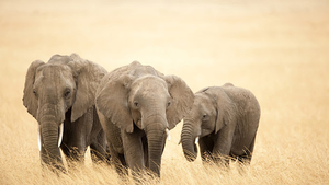 group-of-elephants-hd-animal-wallpaper-elephants