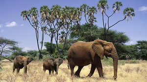 hd-african-elephants-wallpapers-with-mother-elephant-and-his-youn