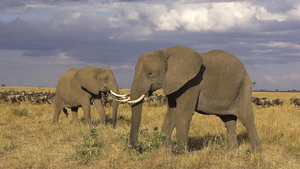 hd-african-elephants-wallpapers-with-two-big-elephants-wallpaper-