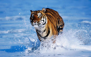 hd-animal-wallpaper-of-a-bengal-tiger-running-through-the-water