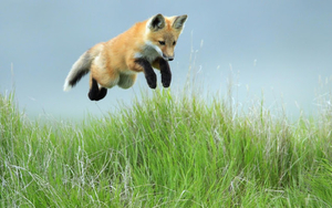 hd-animal-wallpaper-with-a-jumping-fox-in-the-high-grass-hd-foxes