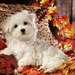 hd-autumn-wallpaper-with-a-cute-maltese-dog-with-autumn-leaves-hd
