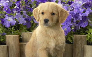 hd-dogs-wallpapers-with-a-cute-brown-dog-posing-for-the-camera-hd