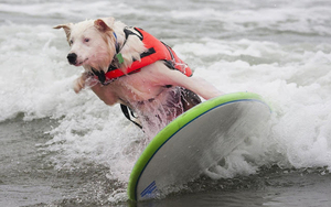 hd-dog-wallpaper-with-a-dog-on-a-surfboard-dogs-backgrounds-anima