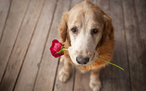 hd-dog-wallpaper-with-a-dog-with-a-red-rose-in-his-mouth-hd-dogs-