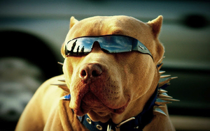 hd-dog-wallpaper-with-a-dog-with-sunglasses-dogs-backgrounds-anim