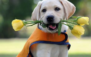 hd-dog-wallpaper-with-a-dog-with-yellow-roses-in-his-mouth-hd-dog