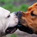 hd-dog-wallpaper-with-two-dogs-kissing-dogs-wallpapers