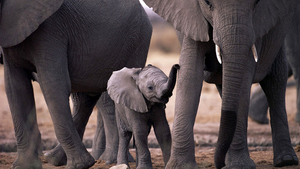 hd-elephants-wallpapers-with-a-baby-elephant-wallpaper-background