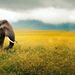 hd-elephants-wallpapers-with-a-elephant-in-a-field-of-yellow-flow
