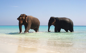 hd-elephants-wallpapers-with-elephants-walking-in-the-sea-at-a-be