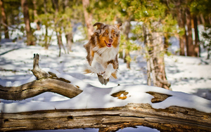 photo-dog-running-and-jumping-over-a-log-in-the-winter-hd-dogs-wa