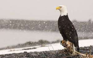 photo-of-a-bald-eagle-in-the-snow-hd-birds-wallpapers