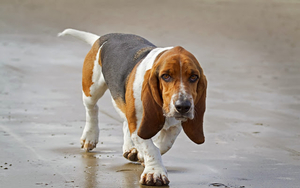 photo-of-a-beautiful-beagle-dog-walking-in-the-rain-hd-dog-wallpa