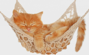 photo-of-a-cat-sleeping-in-a-hammock-hd-cats-wallpaper