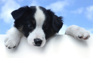photo-of-a-cute-little-puppy-dog-hd-dog-wallpaper