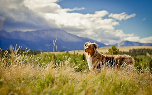 photo-of-a-dog-in-the-open-field-with-high-grass-hd-dogs-wallpape