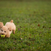 photo-of-a-dog-playing-with-a-yellow-ball-on-the-grass-hd-dog-wal