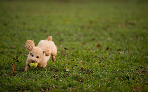 photo-of-a-dog-playing-with-a-yellow-ball-on-the-grass-hd-dog-wal