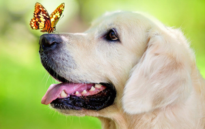 photo-of-a-dog-with-butterfly-on-his-nose-hd-dog-wallpaper
