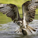 photo-of-a-eagle-catching-fish-out-of-the-water-hd-birds-wallpape